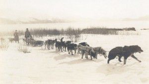 old-sled Alaska Dog sled and team from 1920's Westmark Hotels Alaska & the Yukon
